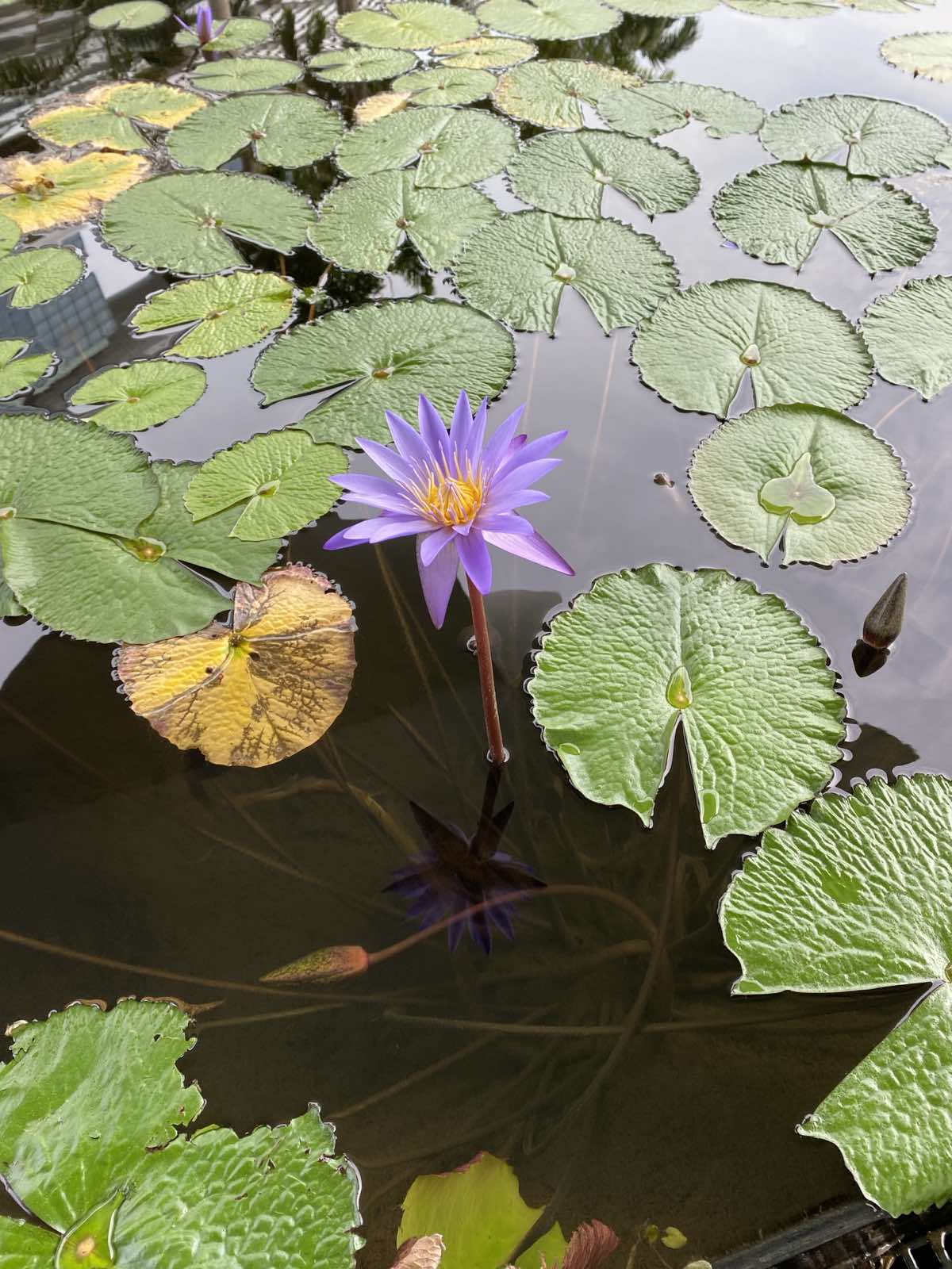 A Purple Flower in Marina Bay Sands